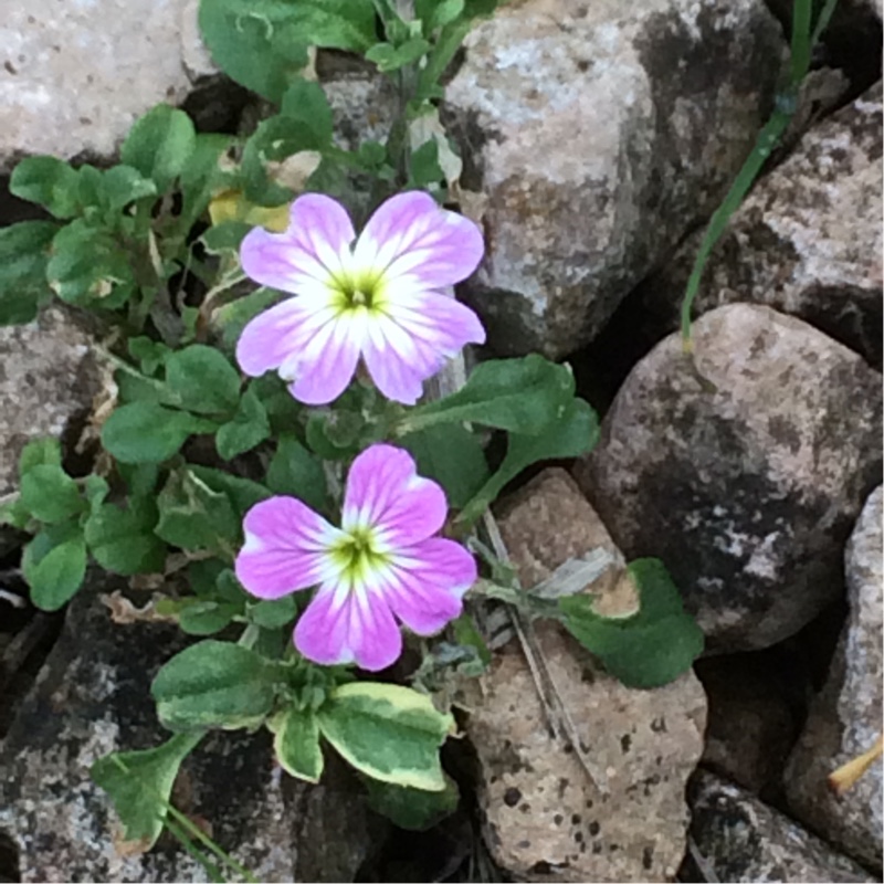 Malcolmia maritima in the GardenTags plant encyclopedia Virginia Stock in the GardenTags plant encyclopedia