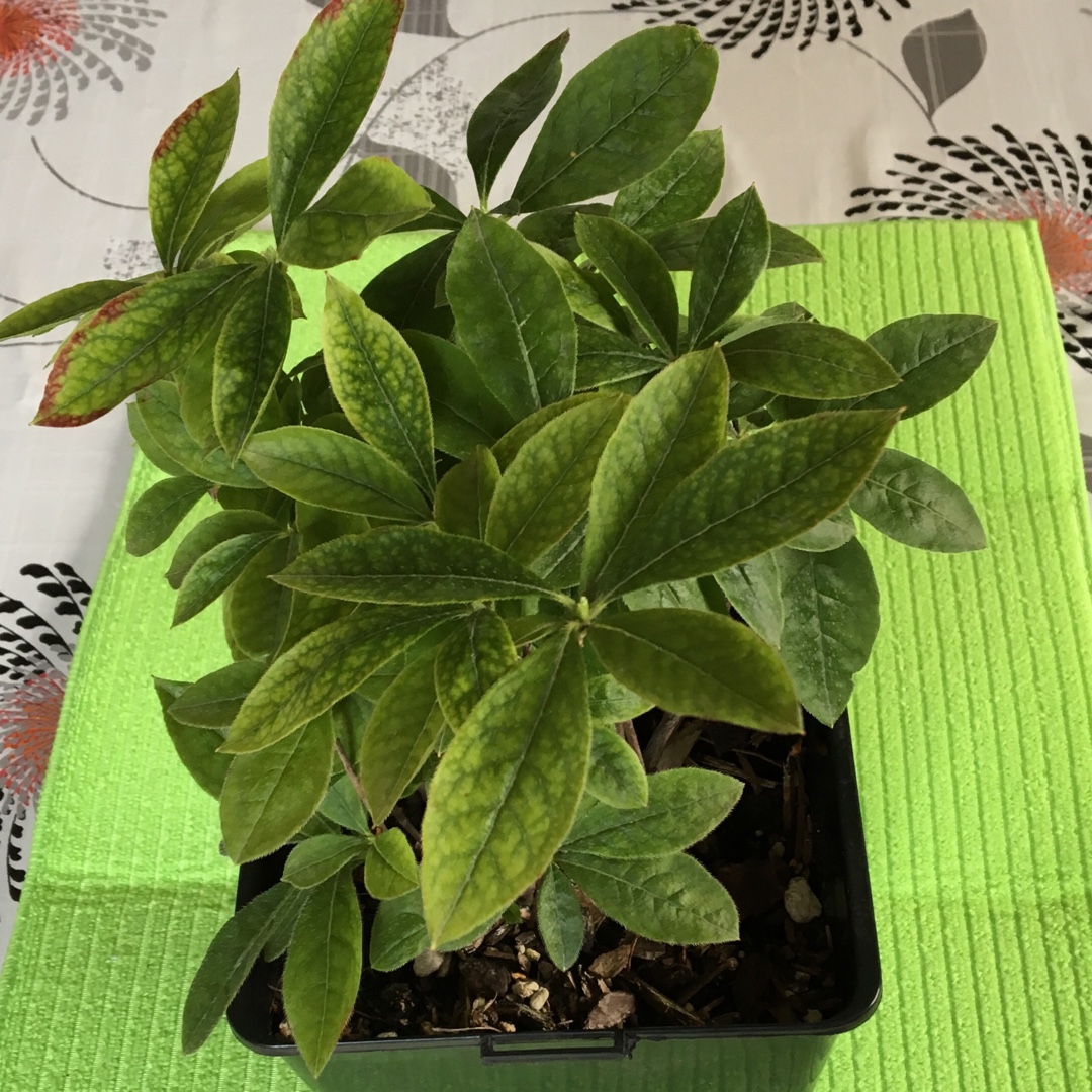 Azalea Northern Lights in the GardenTags plant encyclopedia