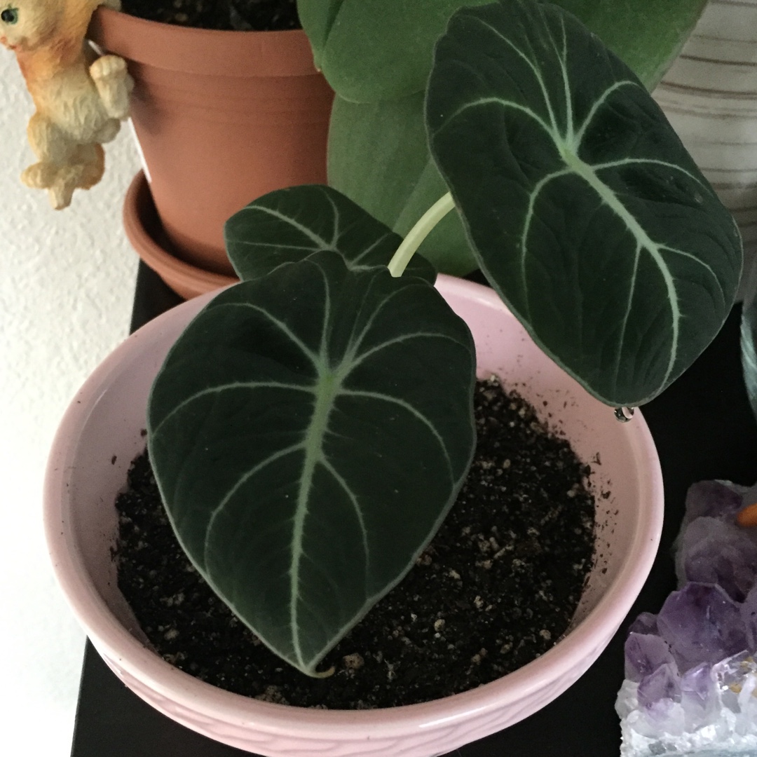 Alocasia reginula in the GardenTags plant encyclopedia Black Velvet in the GardenTags plant encyclopedia