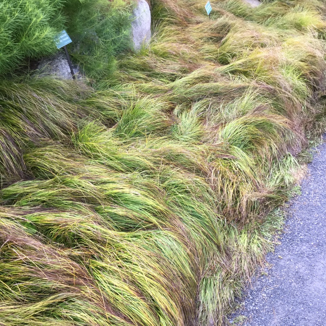 Carex Appalachia in the GardenTags plant encyclopedia Appalachian Sedge in the GardenTags plant encyclopedia