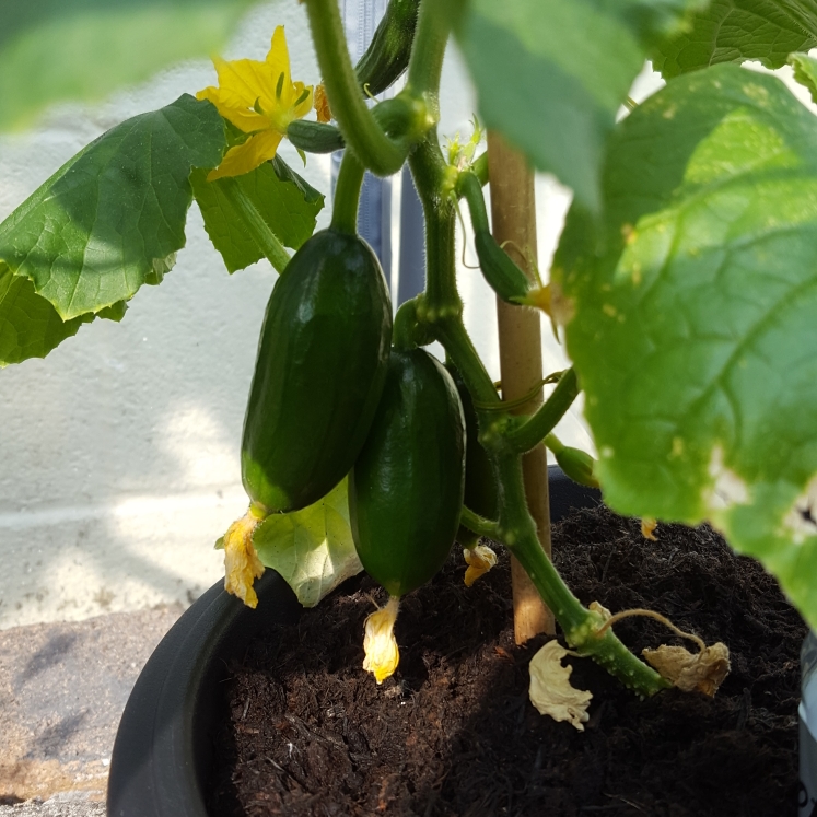 Cucumis sativus Green Fingers in the GardenTags plant encyclopedia Cucumber Green Fingers in the GardenTags plant encyclopedia