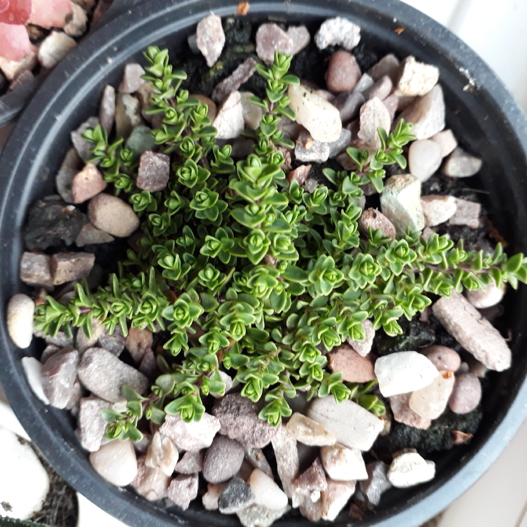 Hebe Buchananii Minor in the GardenTags plant encyclopedia Shrubby Veronica Minor in the GardenTags plant encyclopedia