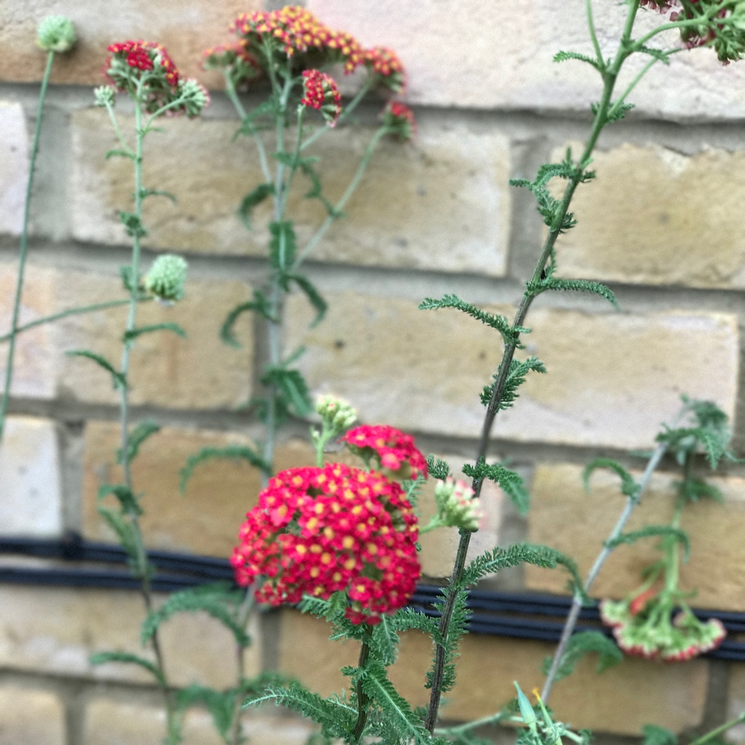 Achillea MIllefolium Fanal (formerly Achillea Millefolium The Beacon) in the GardenTags plant encyclopedia Yarrow The Beacon in the GardenTags plant encyclopedia