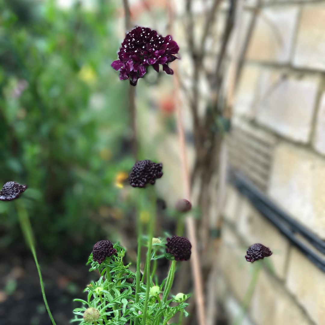 Scabiosa Barocca in the GardenTags plant encyclopedia Pincushion Flower Barocca in the GardenTags plant encyclopedia