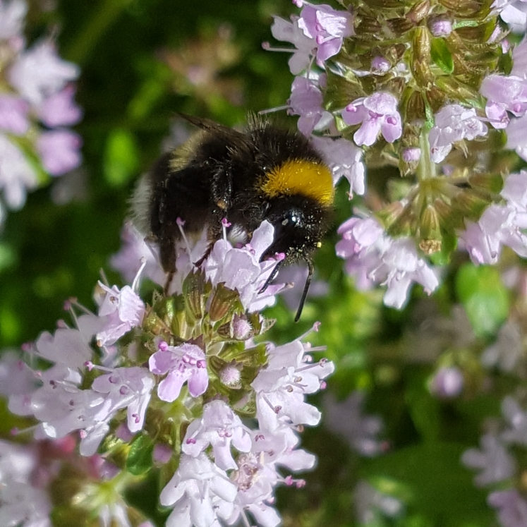 Thymus pulegioides Creeping Mauve in the GardenTags plant encyclopedia Thyme Creeping Mauve in the GardenTags plant encyclopedia