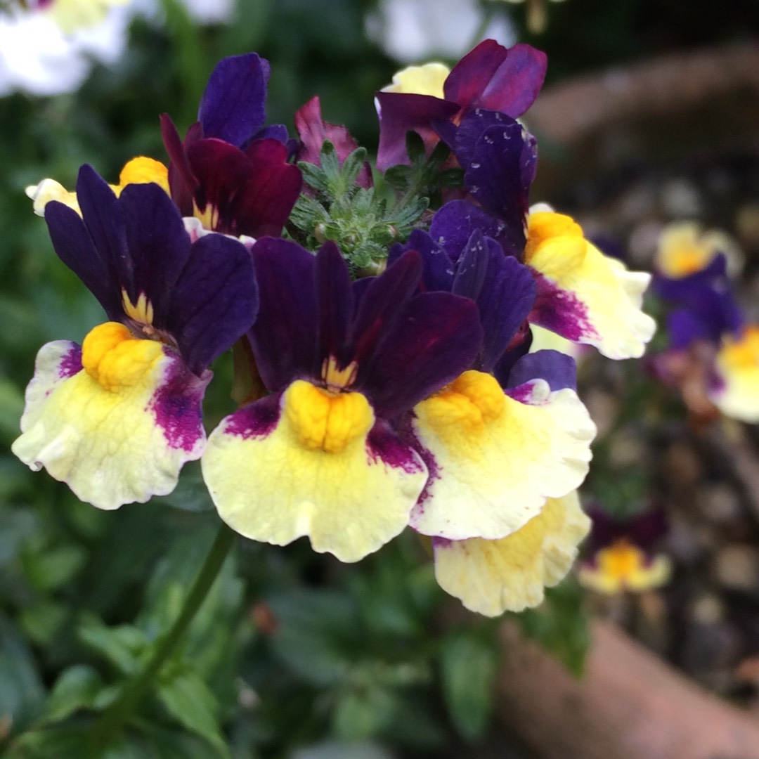 Nemesia Aroma Plums and Custard in the GardenTags plant encyclopedia Nemesia Plums And Custard in the GardenTags plant encyclopedia