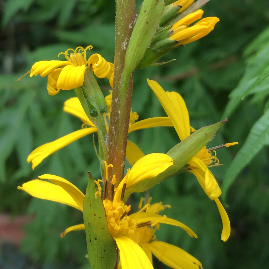 Ligularia The Rocket syn. Ligularia przewalskii The Rocket ; Senecio The Rocket in the GardenTags plant encyclopedia Leopard Plant The Rocket in the GardenTags plant encyclopedia