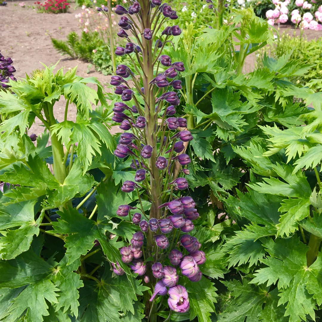 Delphinium x cultorum Cherry Fountain in the GardenTags plant encyclopedia Delphinium Cherry Fountain in the GardenTags plant encyclopedia