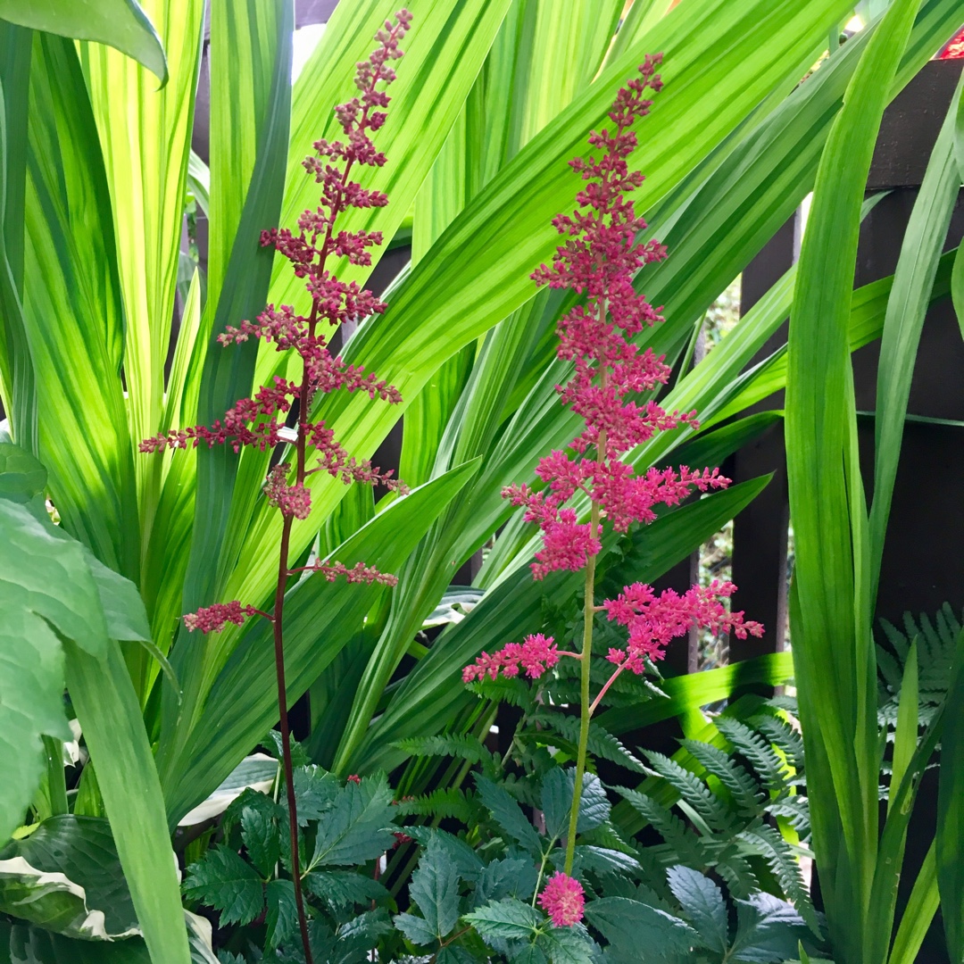 Astilbe Mea in the GardenTags plant encyclopedia Astilbe Mea in the GardenTags plant encyclopedia