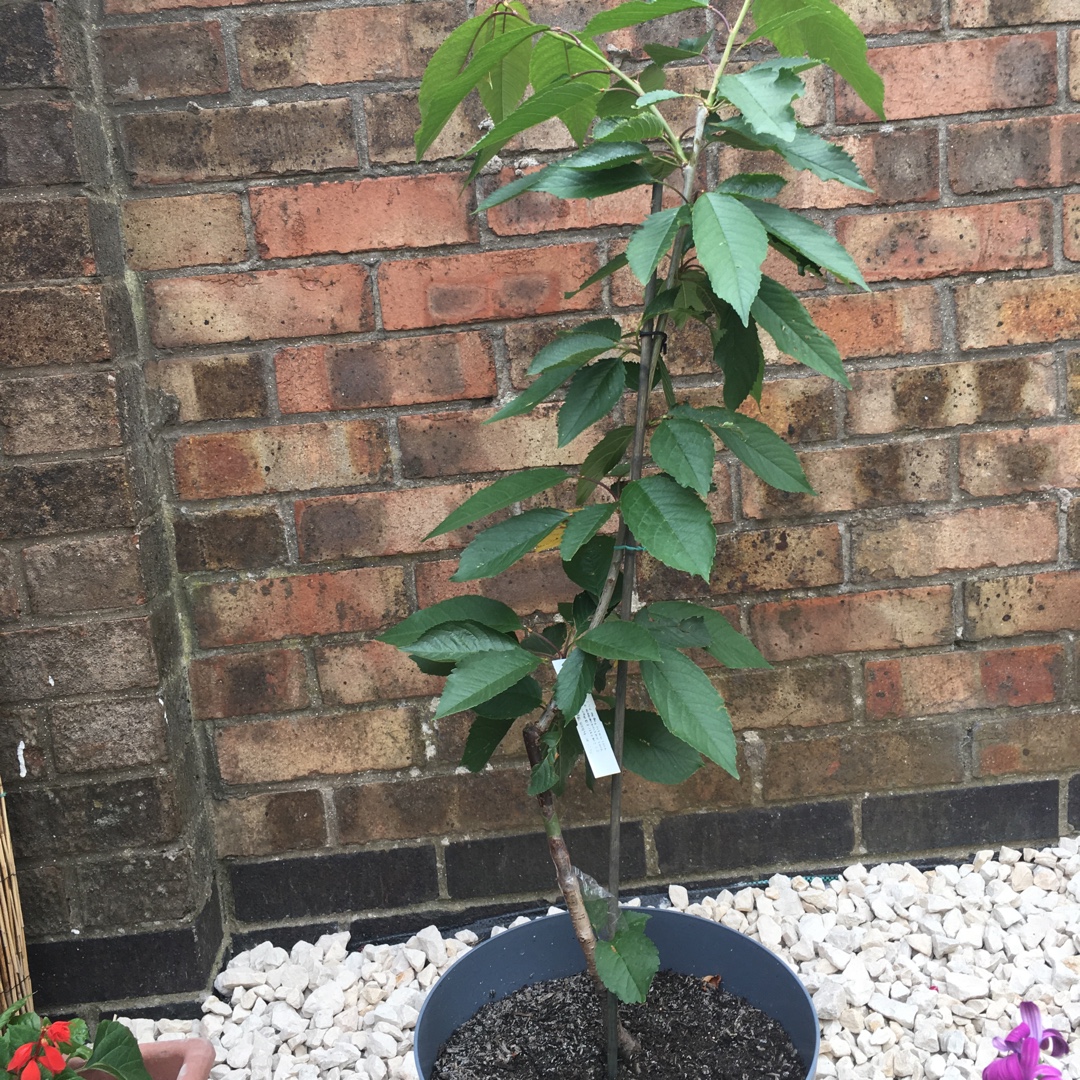 Prunus avium Sylvia in the GardenTags plant encyclopedia Patio CherryTree Sylvia in the GardenTags plant encyclopedia