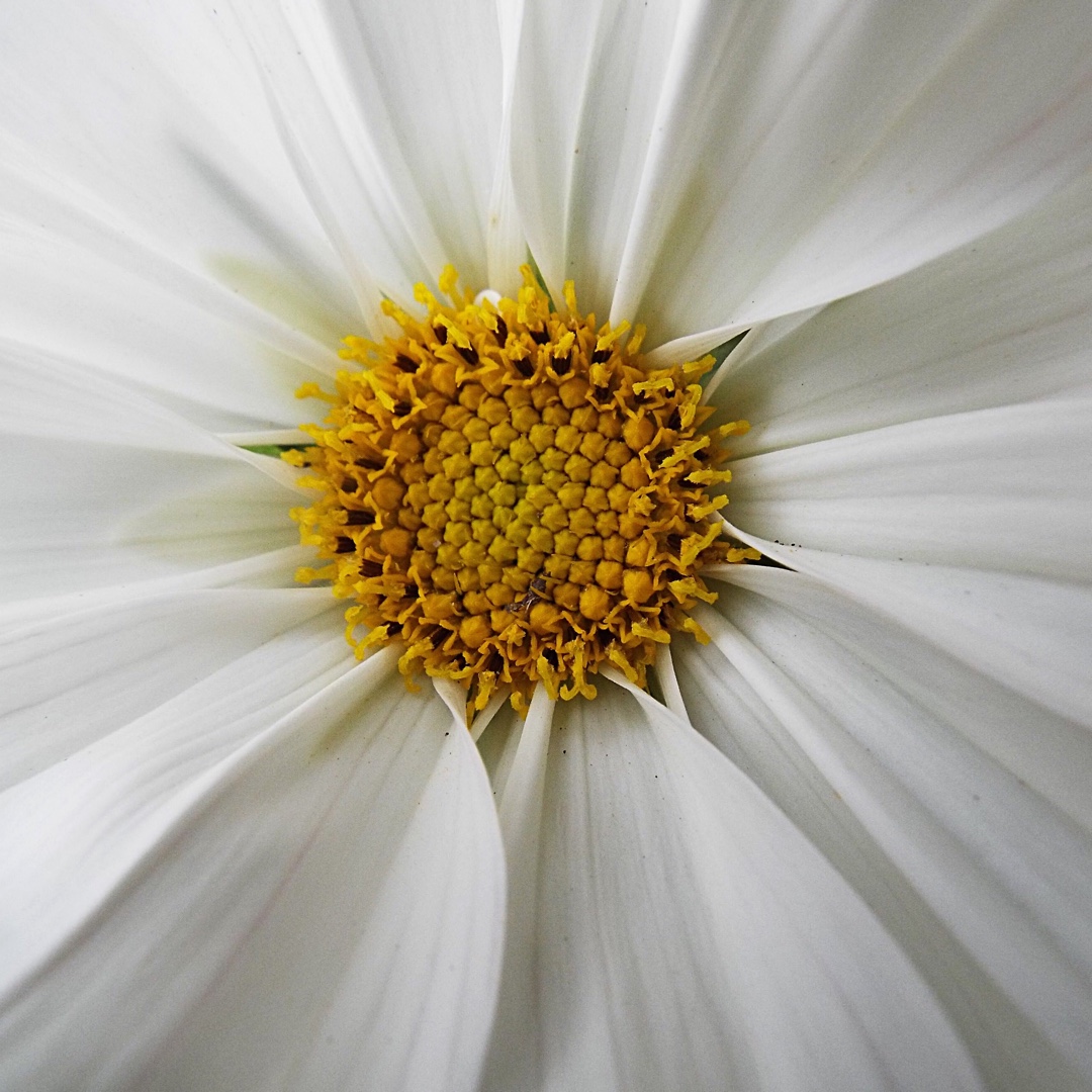 Cosmos bipinnatus Casanova White in the GardenTags plant encyclopedia Cosmea Casanova White in the GardenTags plant encyclopedia