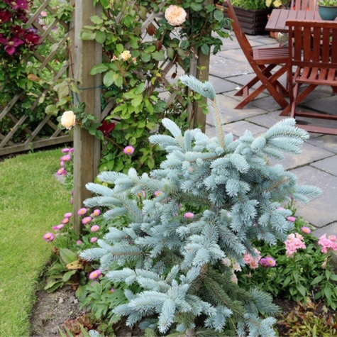 Picea pungens (Glauca Group) Koster in the GardenTags plant encyclopedia Blue Spruce Koster in the GardenTags plant encyclopedia