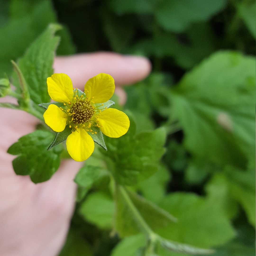 Geum Urbanum in the GardenTags plant encyclopedia Herb Bennet in the GardenTags plant encyclopedia