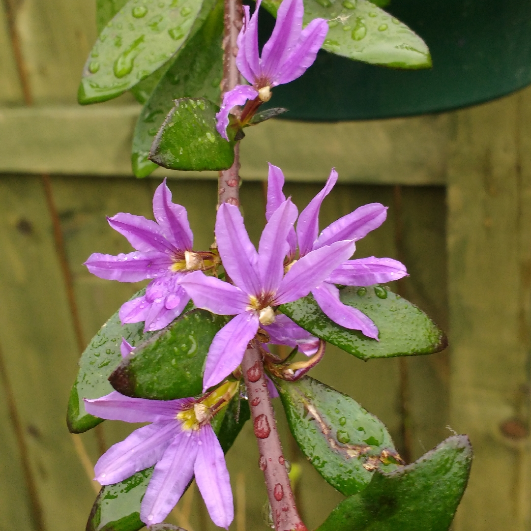 Scaevola aemula Saphira in the GardenTags plant encyclopedia Fan-Flower Saphira in the GardenTags plant encyclopedia