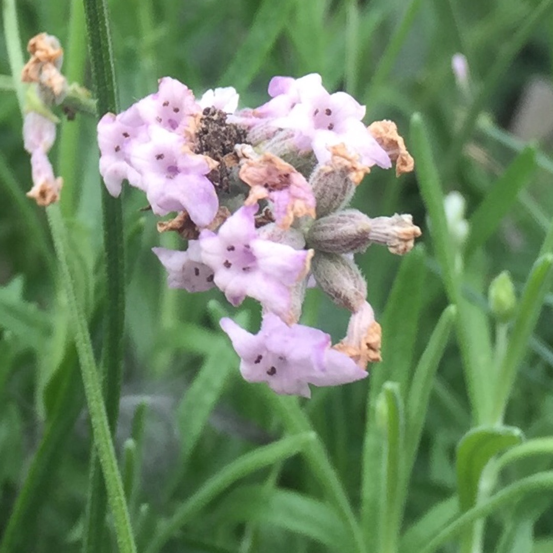 Lavandula angustifolia Loddon Pink in the GardenTags plant encyclopedia Lavender Loddon Pink in the GardenTags plant encyclopedia