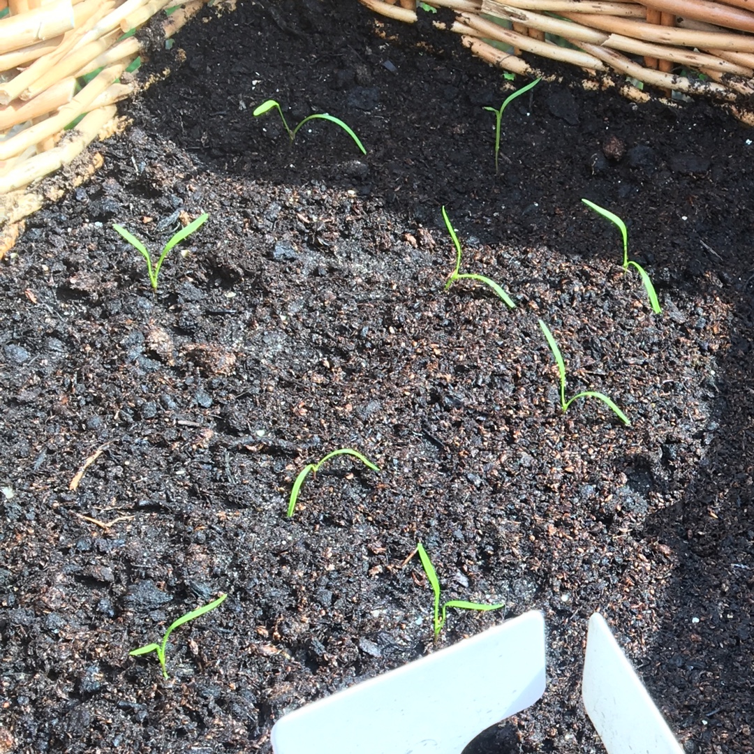 Daucus carota subsp. sativus Amsterdam Forcing 2 in the GardenTags plant encyclopedia Carrot Amsterdam Forcing 2 in the GardenTags plant encyclopedia
