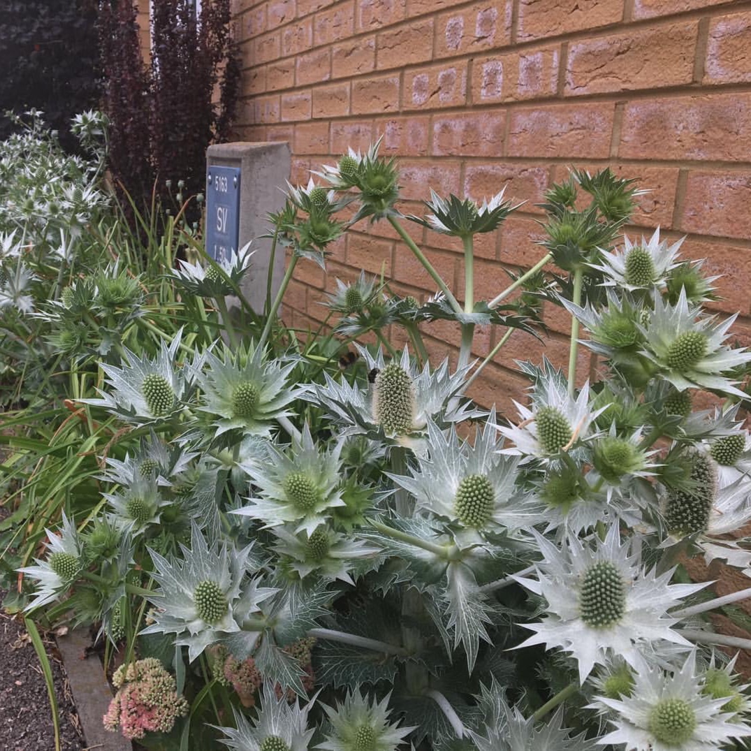 Eryngium giganteum Miss Willmotts Ghost in the GardenTags plant encyclopedia Sea Holly Miss Willmotts Ghost in the GardenTags plant encyclopedia