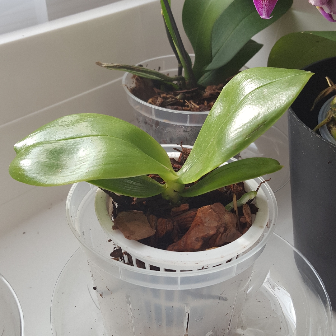 Phalaenopsis Bellina Chin Yo Cy30 in the GardenTags plant encyclopedia Phalaenopsis Chin Yo in the GardenTags plant encyclopedia
