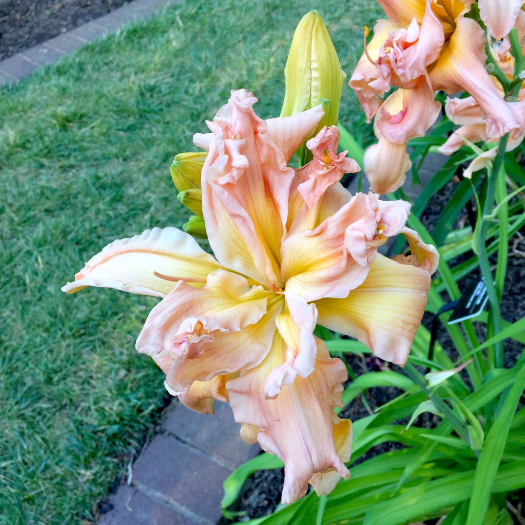 Hemerocallis Sebastian The Crab in the GardenTags plant encyclopedia Daylily Sebastian The Crab in the GardenTags plant encyclopedia