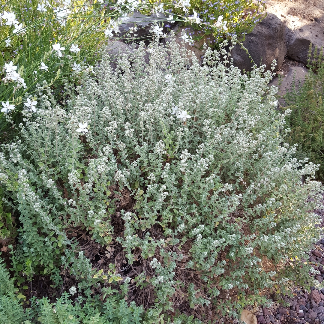 Origanum syriacum syn. syn. Majorana syriaca, in the GardenTags plant encyclopedia Syrian oregano in the GardenTags plant encyclopedia