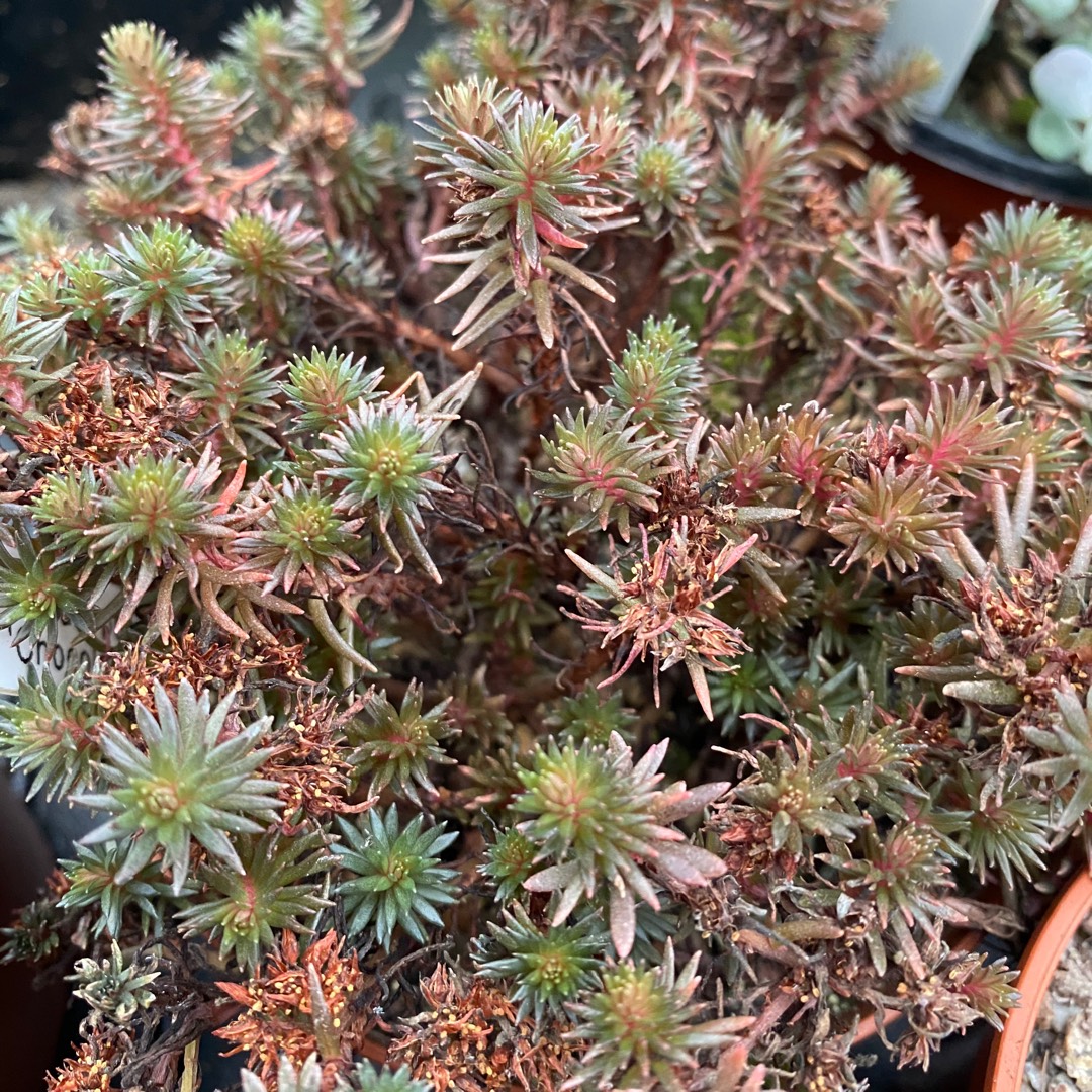 Sedum hakonense Chocolate Ball in the GardenTags plant encyclopedia Stonecrop Chocolate Ball in the GardenTags plant encyclopedia