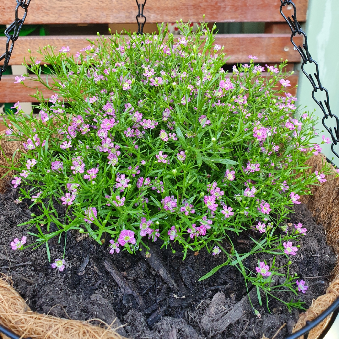 Gypsophila repens Dorothy Teacher in the GardenTags plant encyclopedia Creeping Babys Breath Dorothy Teacher in the GardenTags plant encyclopedia