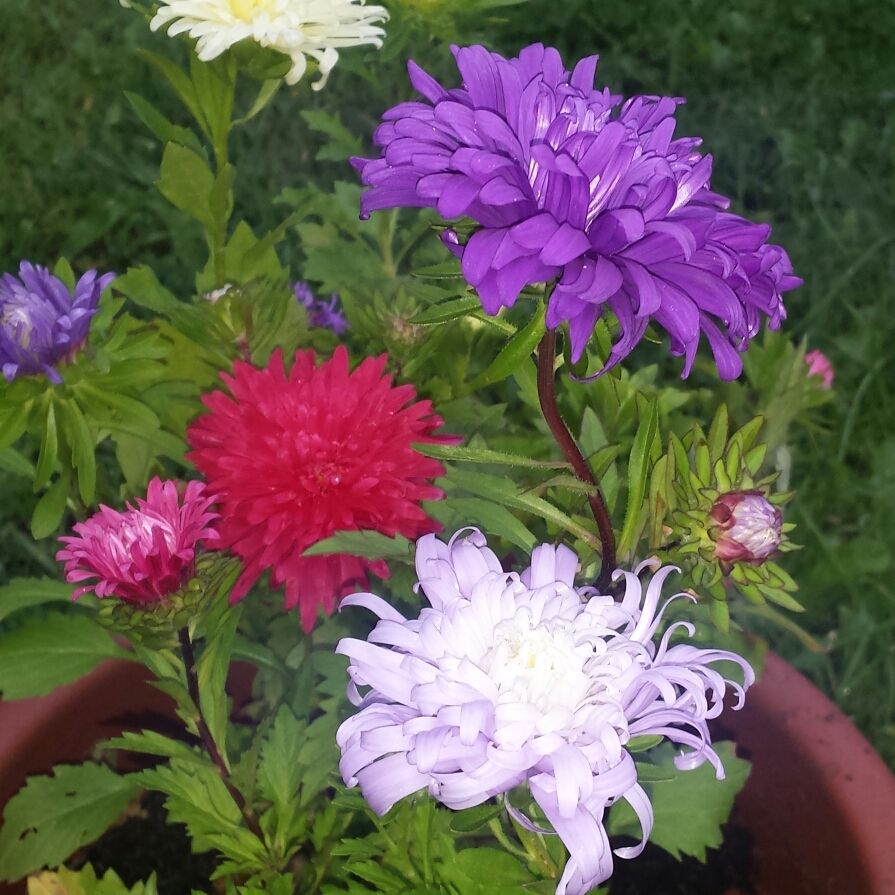 Aster Victoria Tri-Colour in the GardenTags plant encyclopedia Aster Victoria Tri-Colour in the GardenTags plant encyclopedia