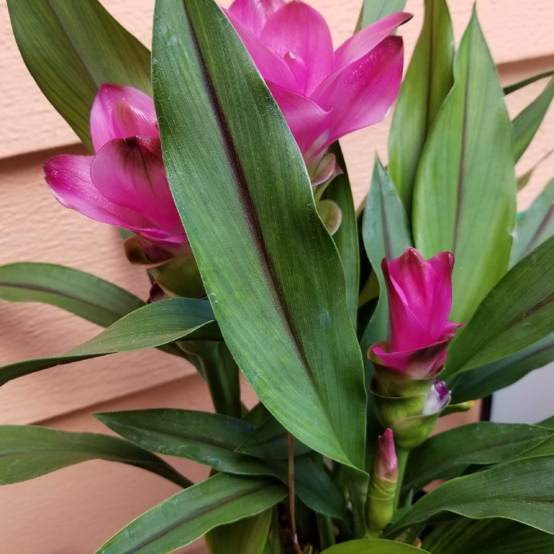 Curcuma alismatifolia in the GardenTags plant encyclopedia Siam tulip in the GardenTags plant encyclopedia
