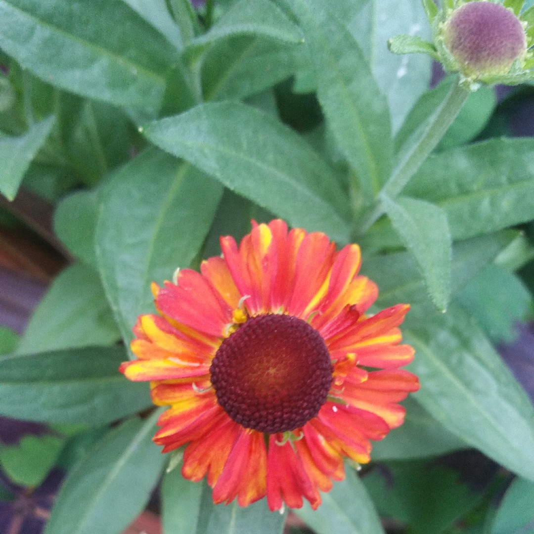 Helenium autumnale Mariachi Salsa in the GardenTags plant encyclopedia Sneezeweed Salsa (Mariachi Series) in the GardenTags plant encyclopedia