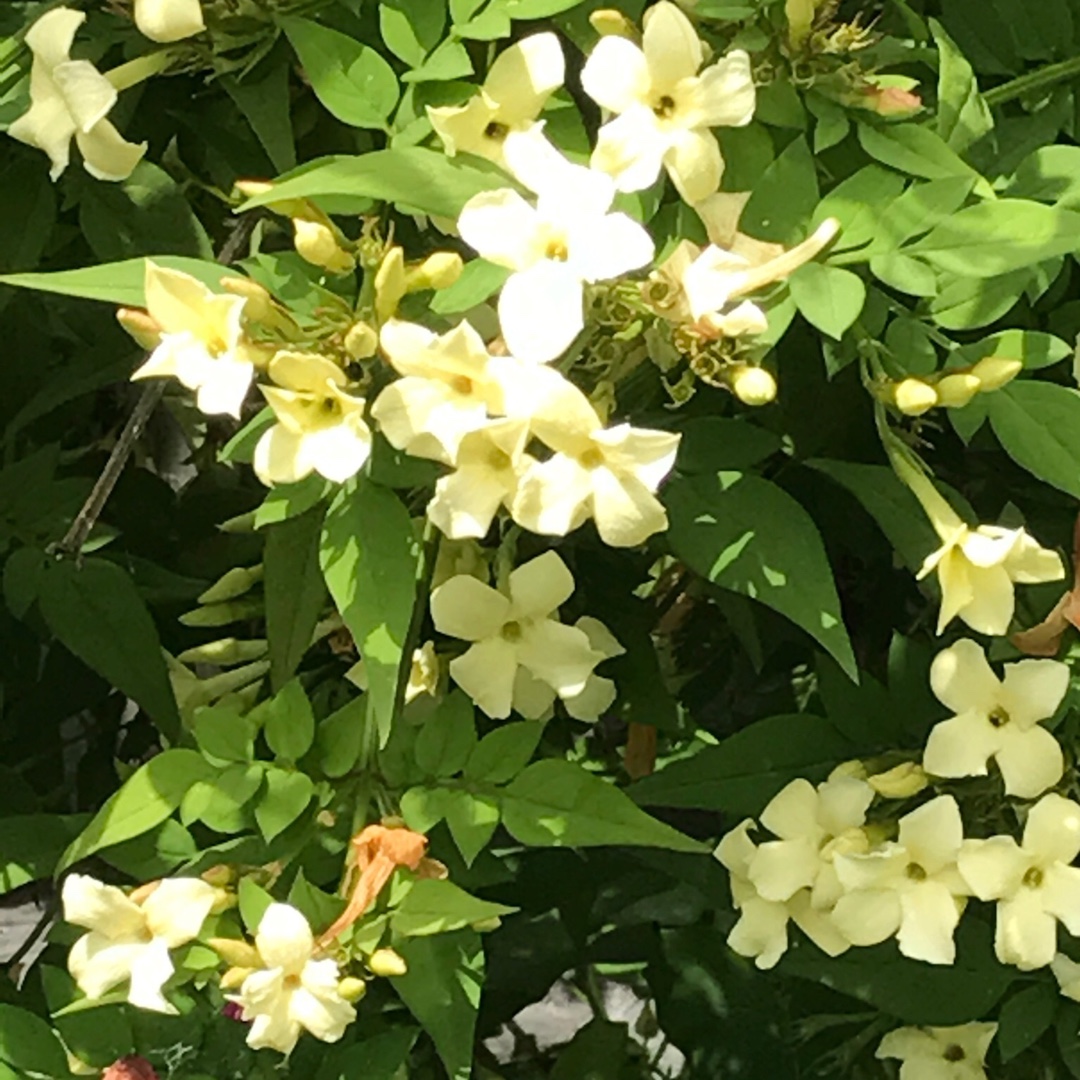 Jasminum officinale Clotted Cream Syn. Devon Cream in the GardenTags plant encyclopedia Jasmine Clotted Cream in the GardenTags plant encyclopedia