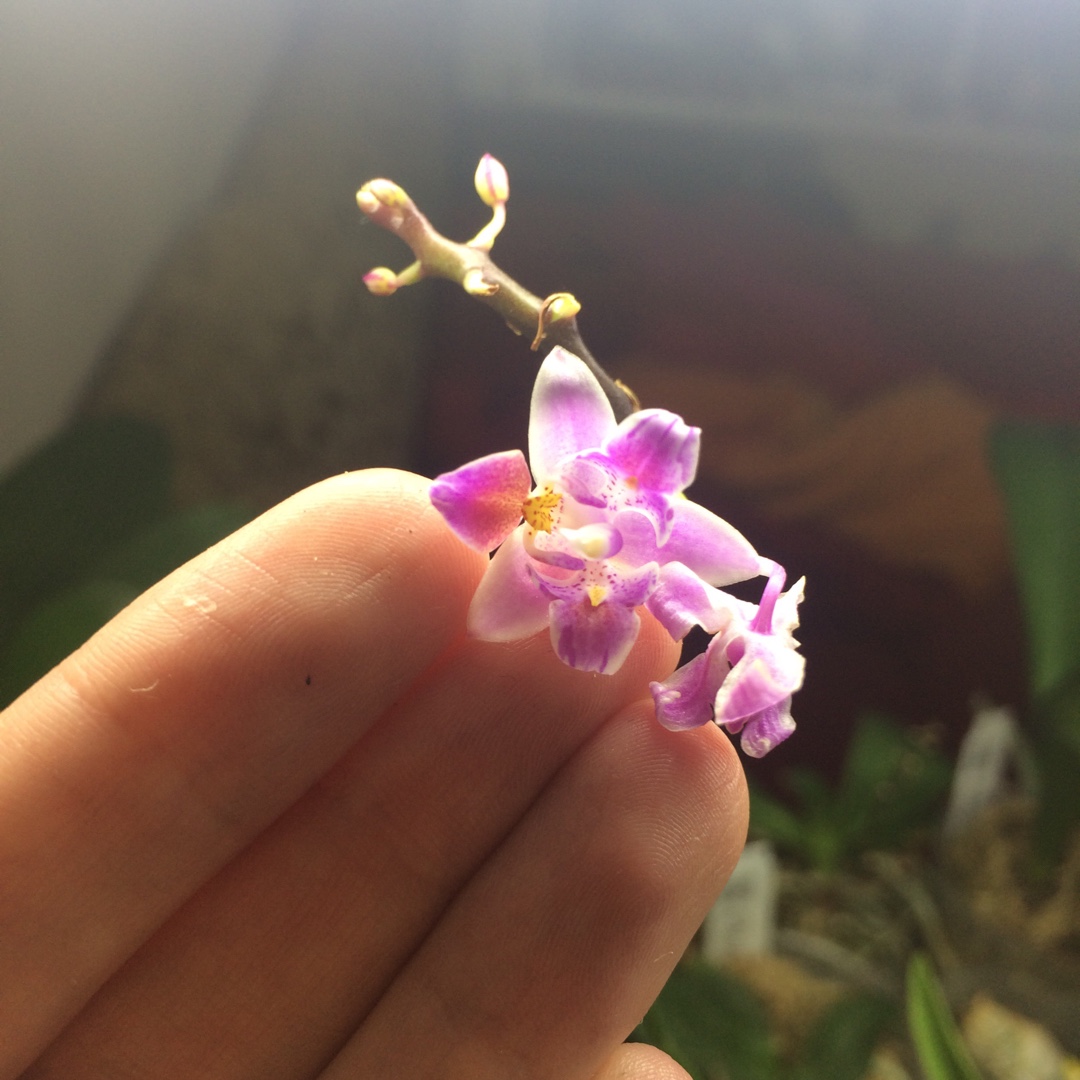 Phalaenopsis equestris var leucaspis in the GardenTags plant encyclopedia Phalaenopsis Equestris in the GardenTags plant encyclopedia