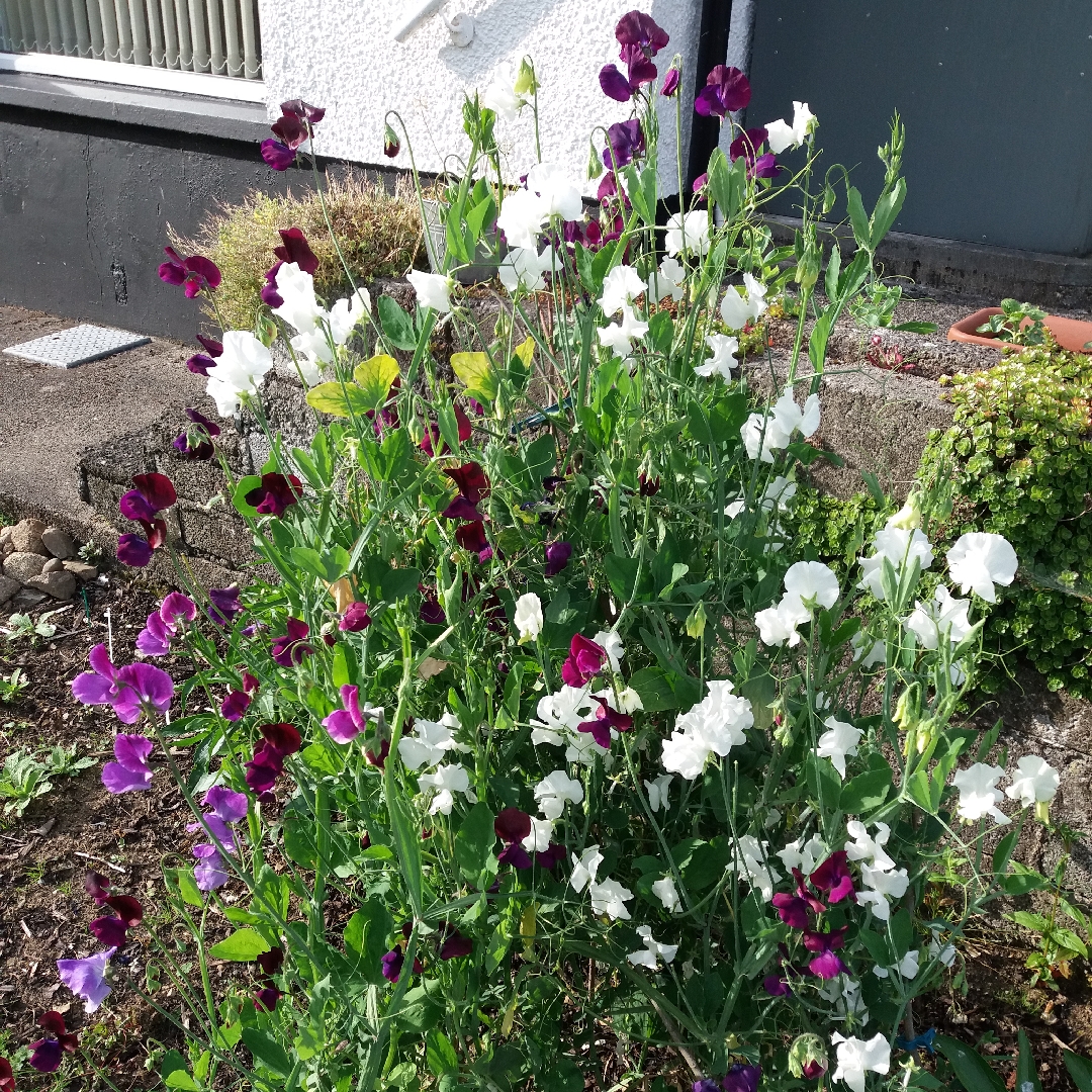 Lathyrus Odoratus Night and Day (Mix) in the GardenTags plant encyclopedia Sweet Pea Night and Day (Mix) in the GardenTags plant encyclopedia