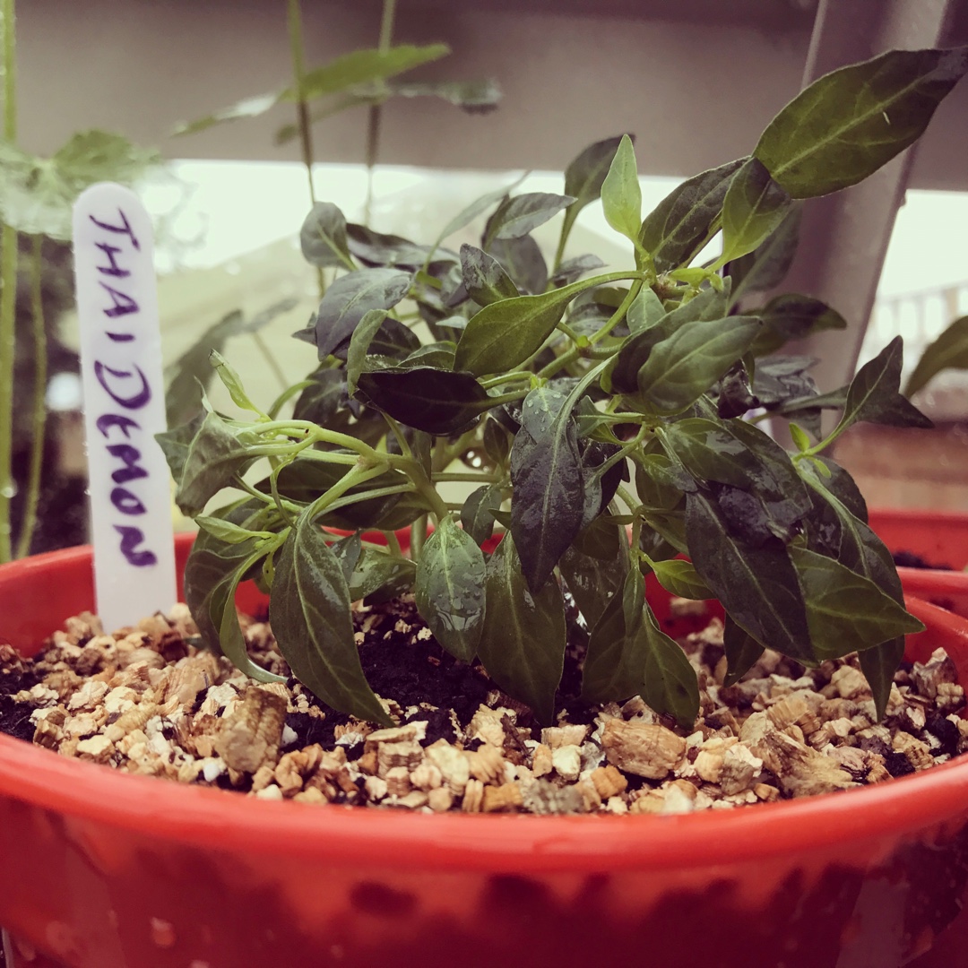 Capsicum frutescens Thai Demon Red in the GardenTags plant encyclopedia Thai Chilli Demon Red in the GardenTags plant encyclopedia