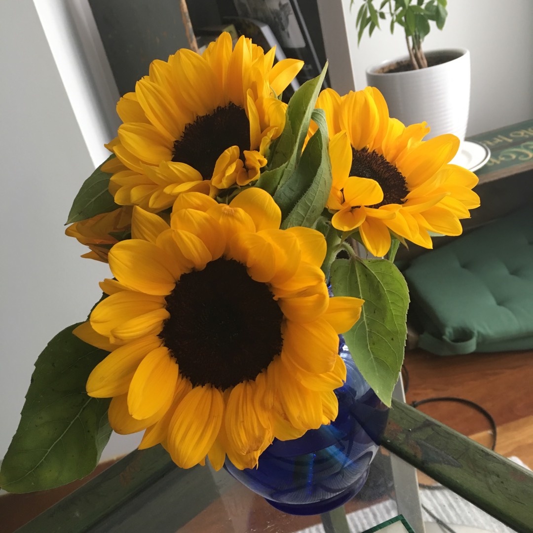 Helianthus annuus Vincent® F1 in the GardenTags plant encyclopedia Sunflower Vincent® F1 in the GardenTags plant encyclopedia