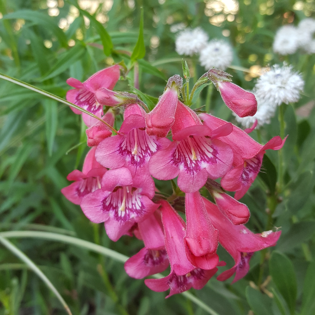 Penstemon Ana in the GardenTags plant encyclopedia Beardtongue Ana in the GardenTags plant encyclopedia
