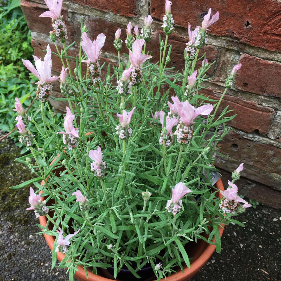 Lavandula x cadevallii Fw Whimsical (Fairy Wings Series) syn. Lavandula x cadevallii Fairy Wings Blush in the GardenTags plant encyclopedia Lavender Fairy Wings Blush in the GardenTags plant encyclopedia