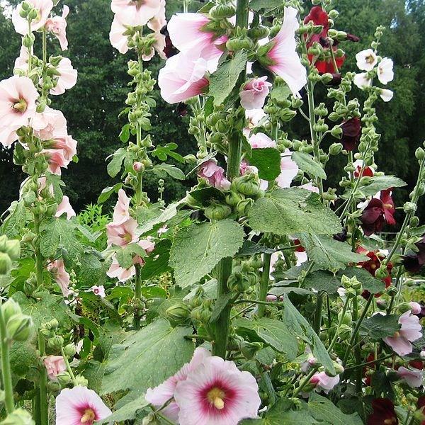 Alcea rosea syn. Althaea rosea in the GardenTags plant encyclopedia Hollyhock in the GardenTags plant encyclopedia