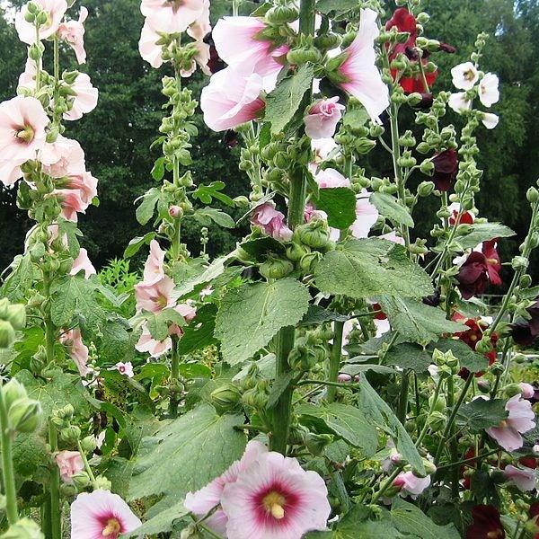 Alcea rosea syn. Althaea rosea, Hollyhock in GardenTags plant encyclopedia