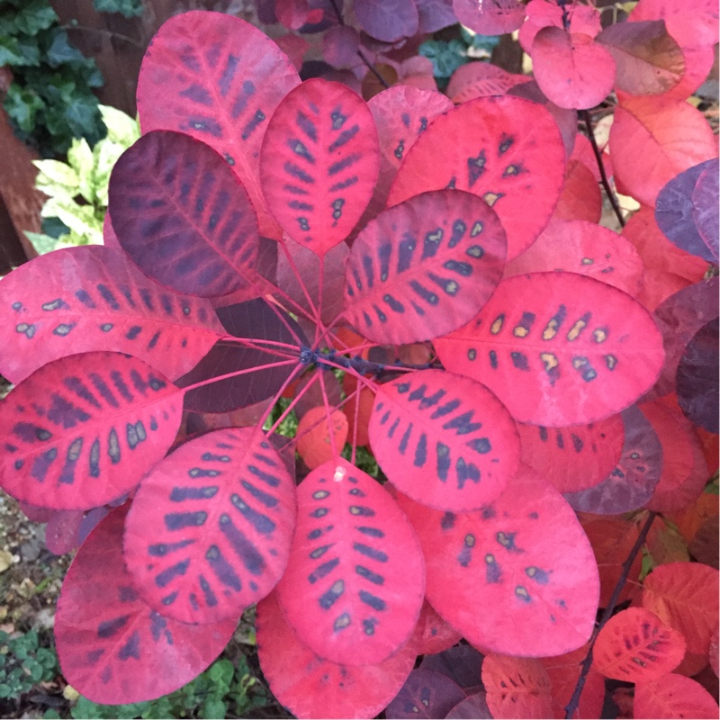 Cotinus coggygria Royal Purple in the GardenTags plant encyclopedia Smoke Bush Royal Purple in the GardenTags plant encyclopedia