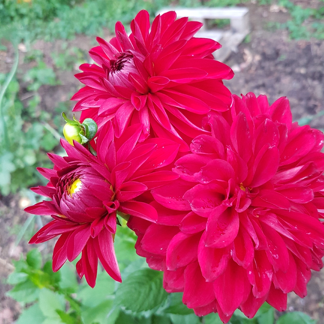 Dahlia Sheval Megan in the GardenTags plant encyclopedia Dahlia Sheval Megan in the GardenTags plant encyclopedia