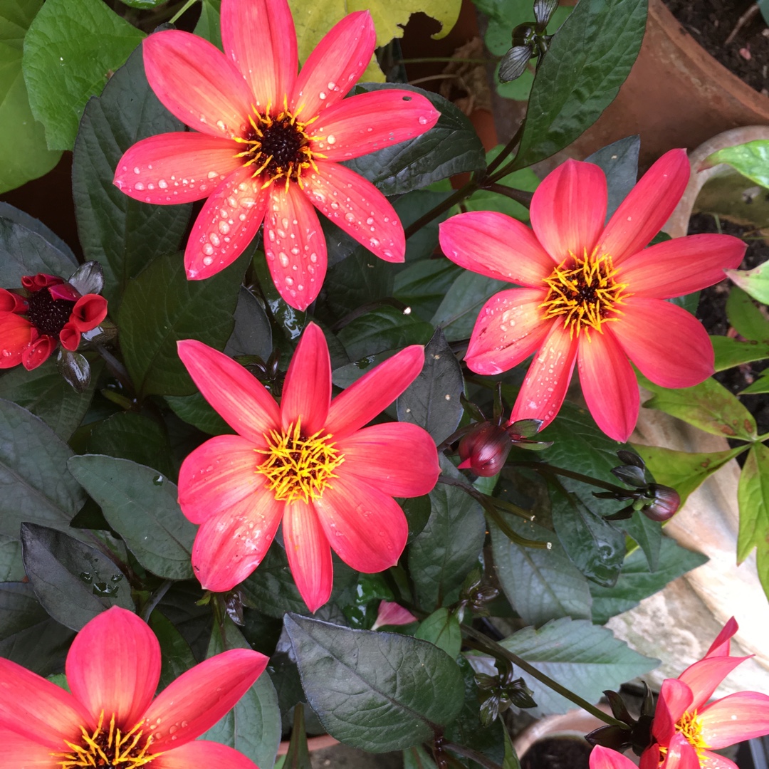 Dahlia Happy Single™ Juliet in the GardenTags plant encyclopedia Dahlia Happy Single™ Juliet (Happy Single™ Series) in the GardenTags plant encyclopedia