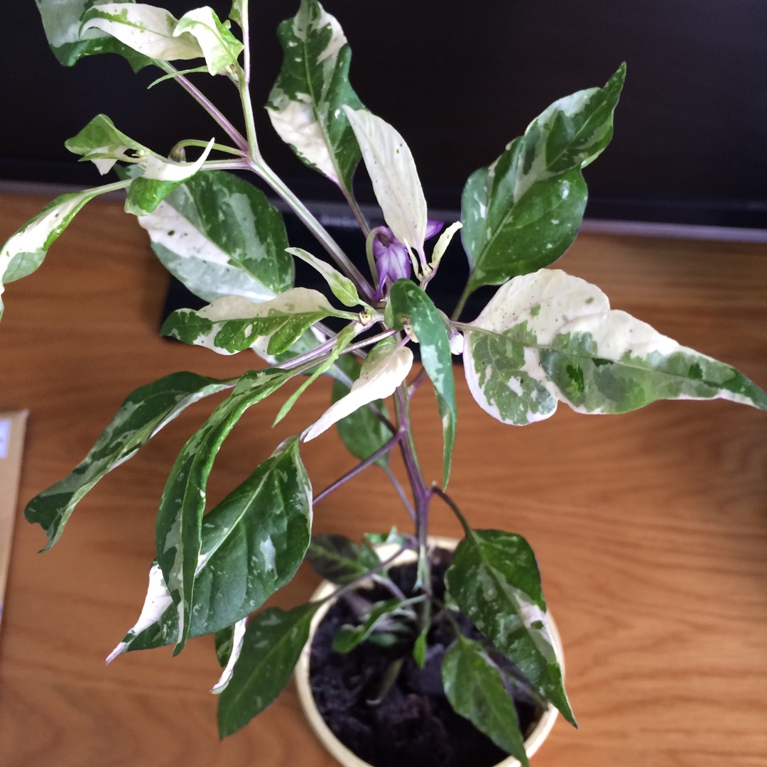 Capsicum Annuum Purple Tiger in the GardenTags plant encyclopedia Chilli Purple Tiger in the GardenTags plant encyclopedia