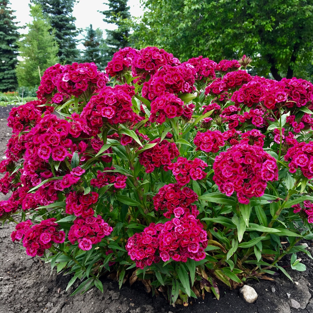 Dianthus Strawberry Sorbet in the GardenTags plant encyclopedia Tall Red Dianthus in the GardenTags plant encyclopedia