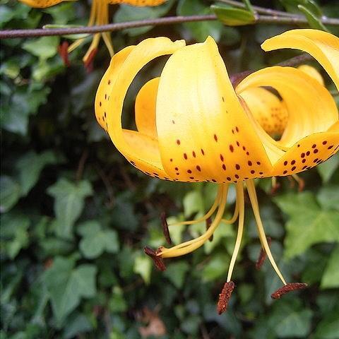 Lilium leichtlinii in the GardenTags plant encyclopedia Lily (Species) Leichtlins Lily in the GardenTags plant encyclopedia