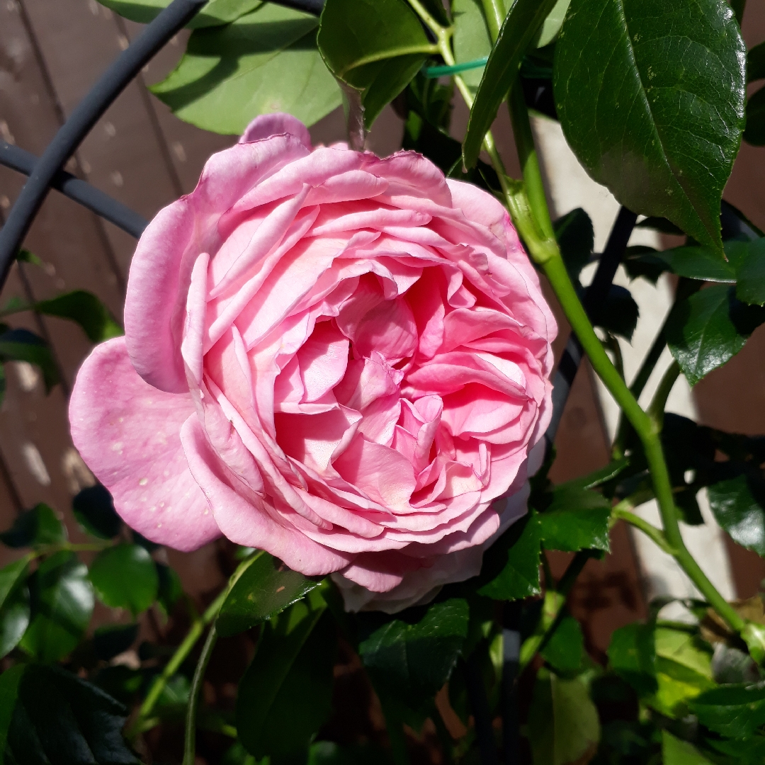 Rosa Friends Forever in the GardenTags plant encyclopedia Floribunda Rose Friends Forever in the GardenTags plant encyclopedia