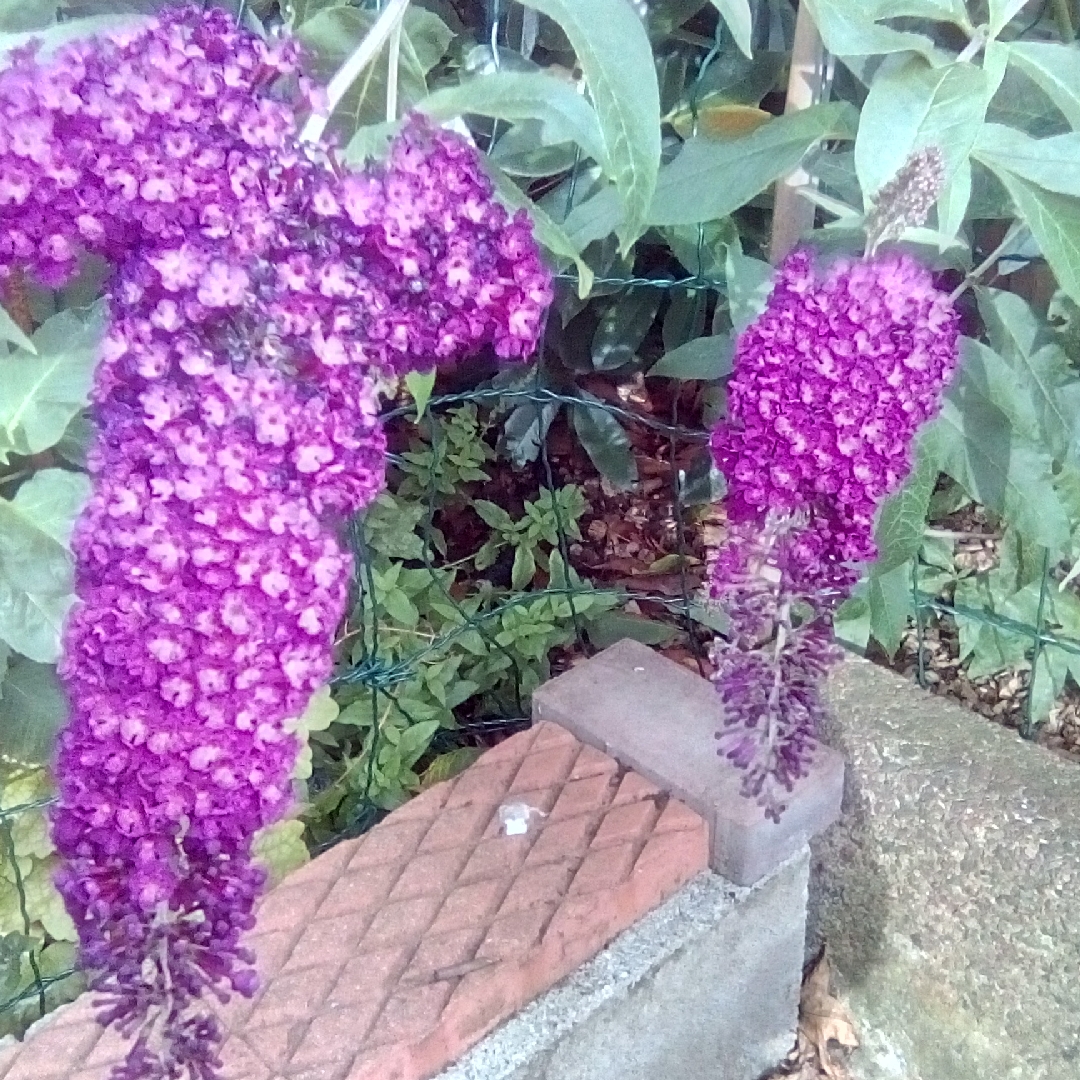 Buddleja davidii Pixie Red in the GardenTags plant encyclopedia Butterfly Bush Pixie Red in the GardenTags plant encyclopedia