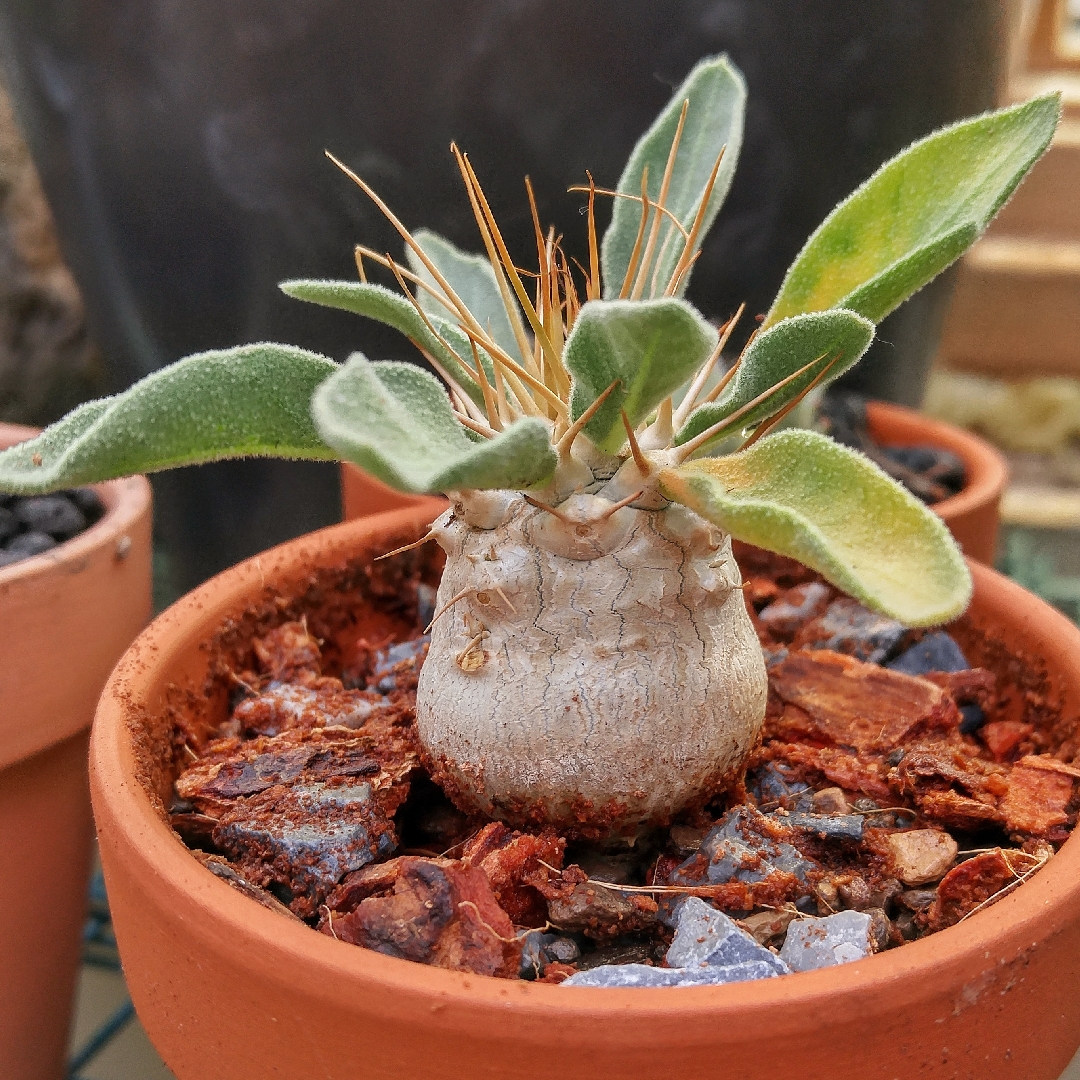 Pachypodium lealii in the GardenTags plant encyclopedia Bottle Tree in the GardenTags plant encyclopedia