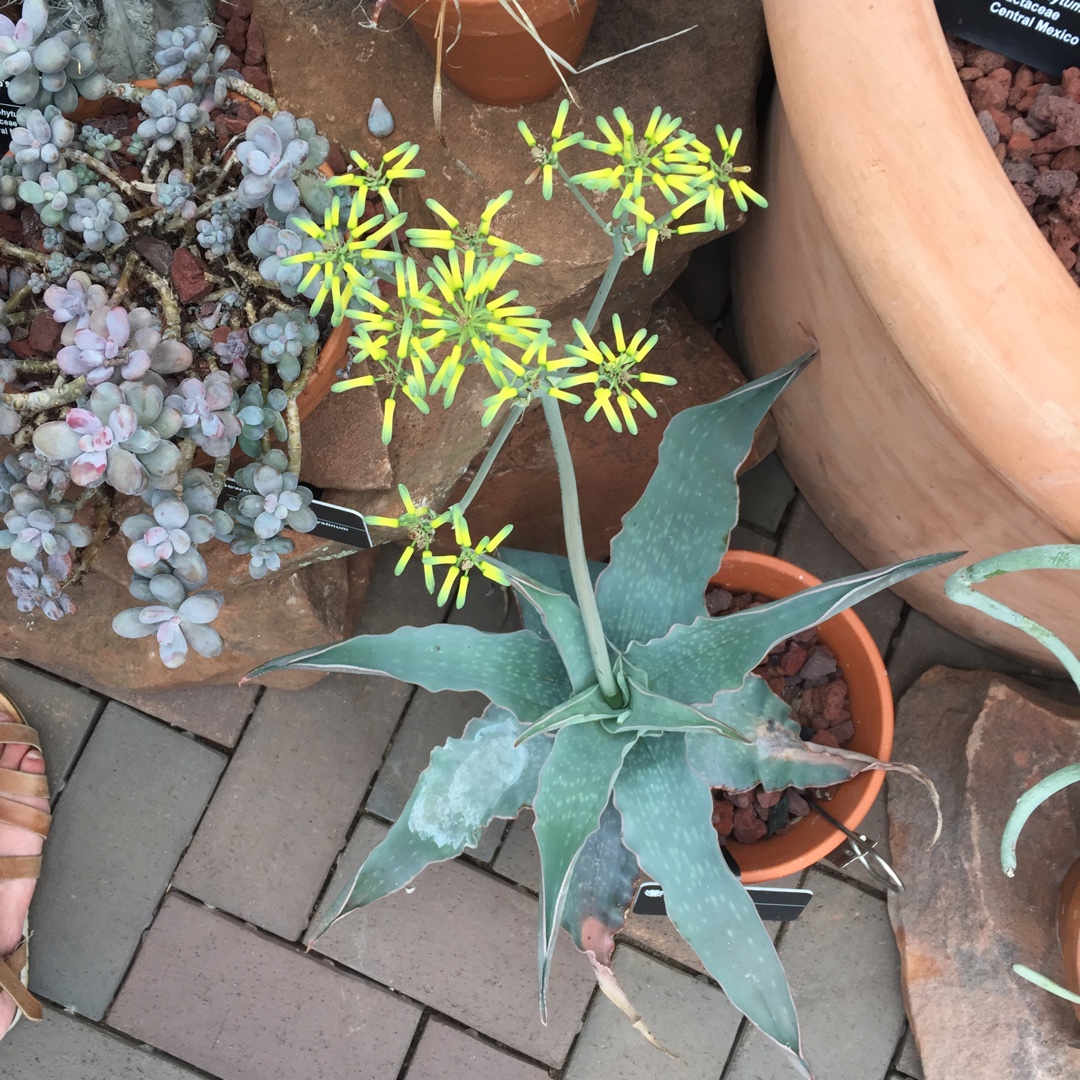 Aloe reynoldsii in the GardenTags plant encyclopedia Reynolds Aloe in the GardenTags plant encyclopedia