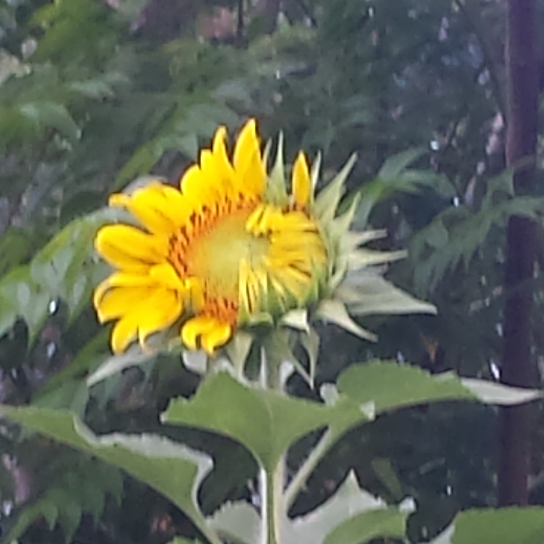 Helianthus annuus Grey Stripe in the GardenTags plant encyclopedia Sunflower Grey Stripe in the GardenTags plant encyclopedia