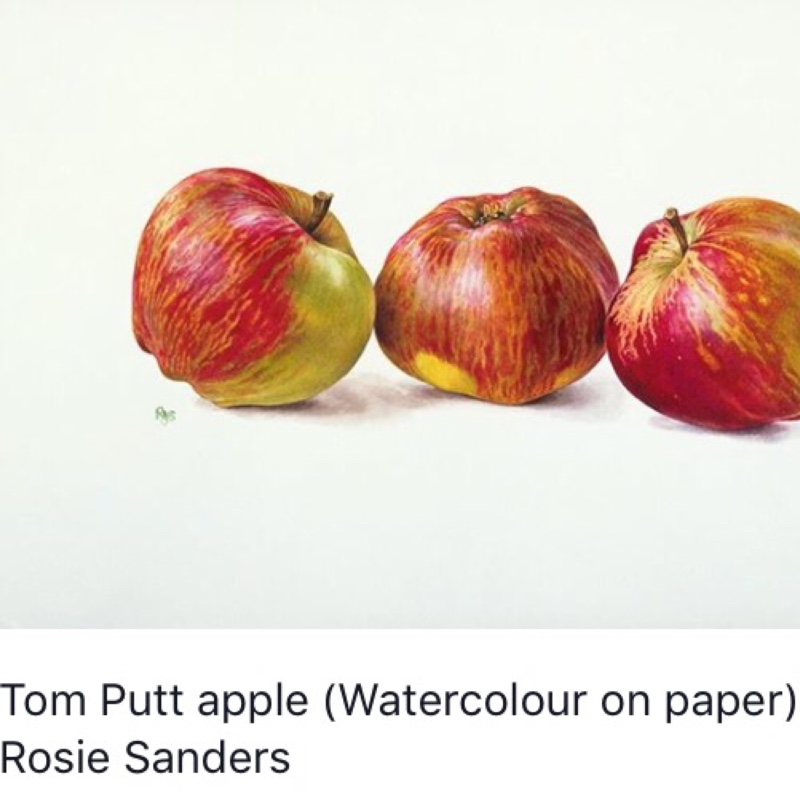 Malus domestica Tom Putt in the GardenTags plant encyclopedia Apple Tom Putt in the GardenTags plant encyclopedia